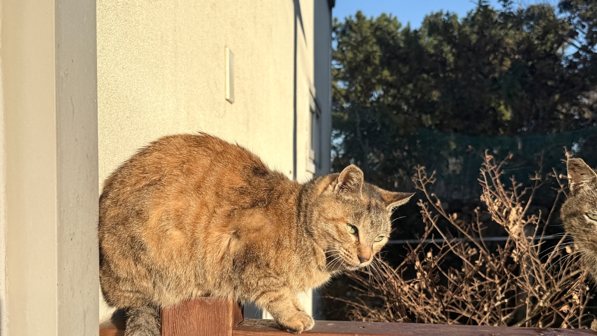Si tu gato se pasea por el patio interior común de tu vecindario, la comunidad puede denunciarte por el Artículo 9.1 de la LPH