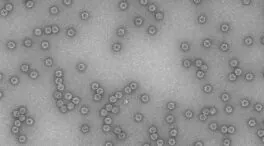 Los virus exploran su espacio de forma jerárquica para adaptarse a distintos ambientes