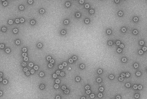 Los virus exploran su espacio de forma jerárquica para adaptarse a distintos ambientes