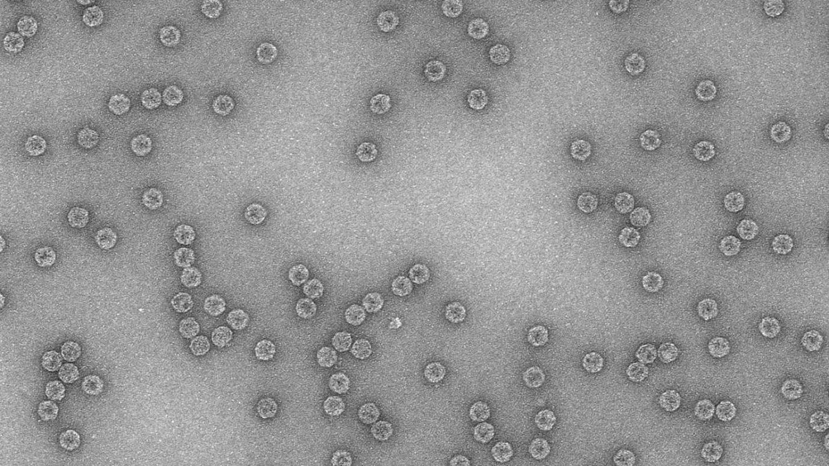 Los virus exploran su espacio de forma jerárquica para adaptarse a distintos ambientes
