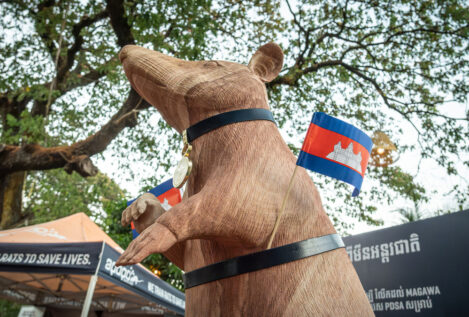 Camboya rinde homenaje con una estatua a Magawa, la rata que detectó más de 100 minas