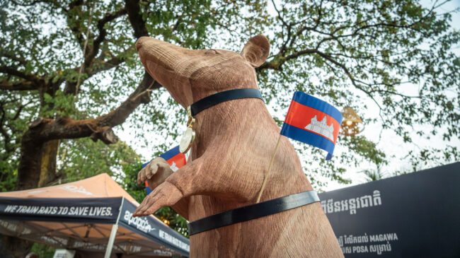 Camboya rinde homenaje con una estatua a Magawa, la rata que detectó más de 100 minas