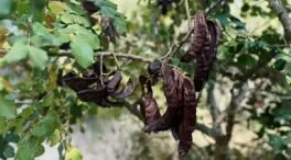 La algarroba: una sorpresa nutricional con profundas raíces mediterráneas