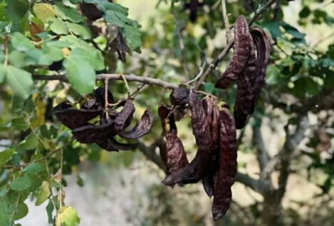 La algarroba: una sorpresa nutricional con profundas raíces mediterráneas