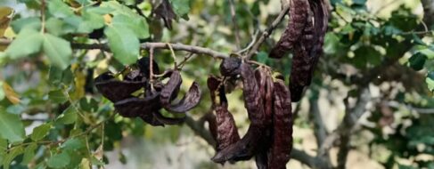 La algarroba: una sorpresa nutricional con profundas raíces mediterráneas