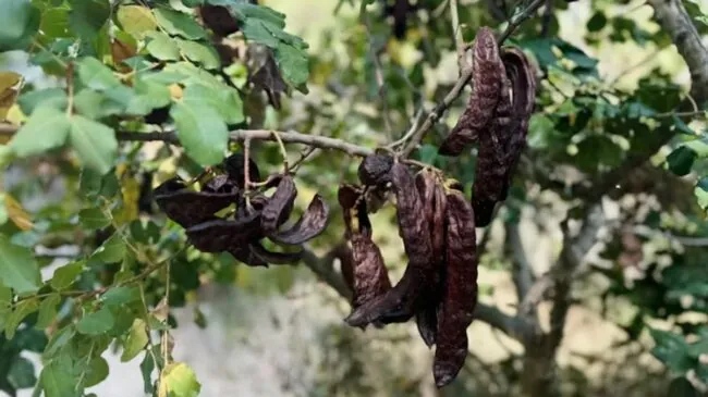 La algarroba: una sorpresa nutricional con profundas raíces mediterráneas