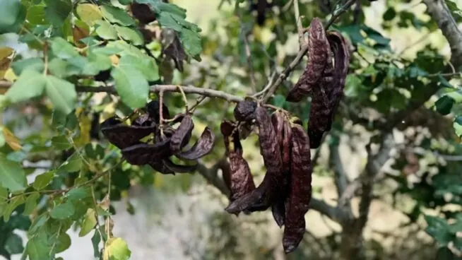 La algarroba: una sorpresa nutricional con profundas raíces mediterráneas