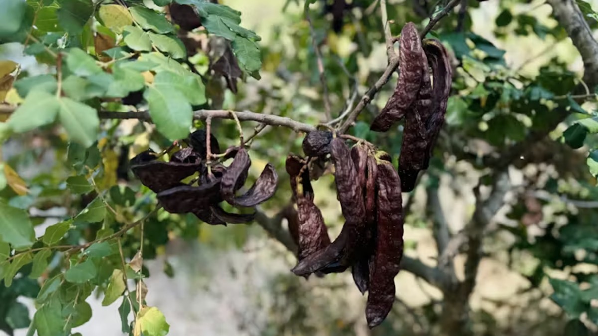 La algarroba: una sorpresa nutricional con profundas raíces mediterráneas