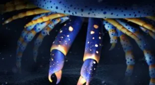 Un artrópodo marino de hace 500 millones de años es el ancestro de arañas y cangrejos