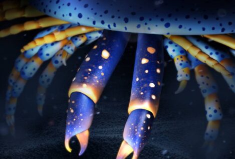 Un artrópodo marino de hace 500 millones de años es el ancestro de arañas y cangrejos