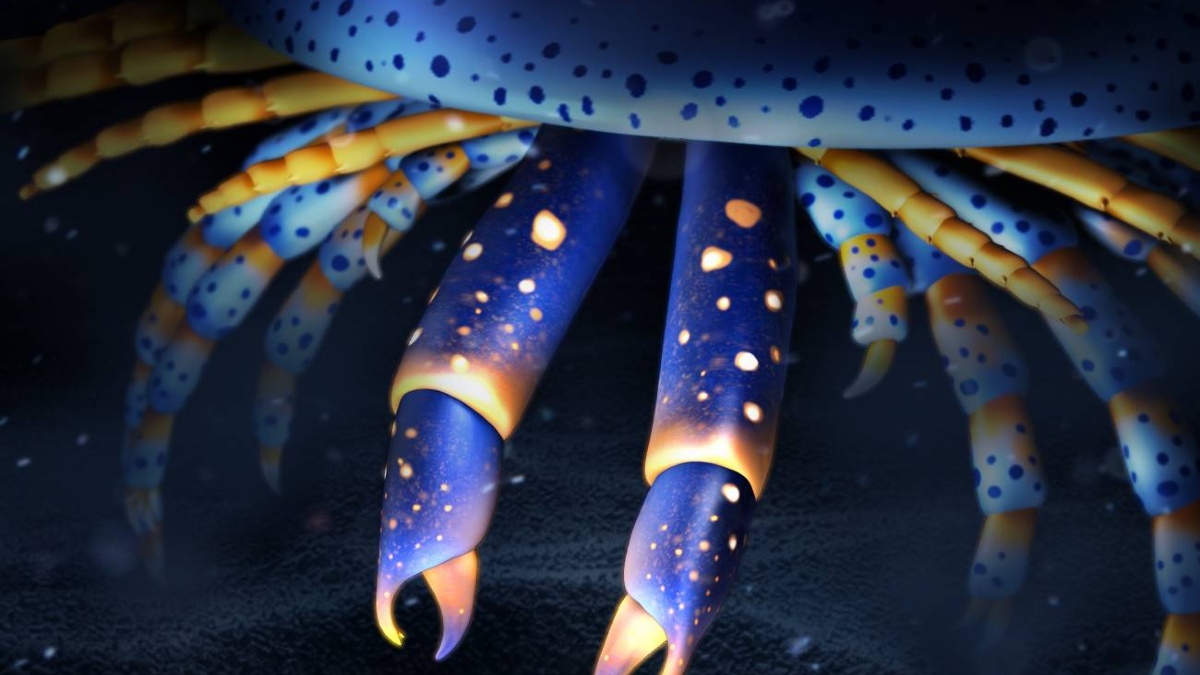 Un artrópodo marino de hace 500 millones de años es el ancestro de arañas y cangrejos