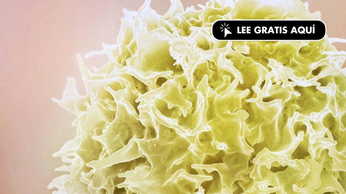 La obesidad deja una huella en las células incluso diez años después de perder peso 