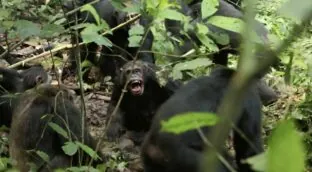 La división de un grupo de chimpancés provoca una ‘guerra civil’ entre antiguos aliados