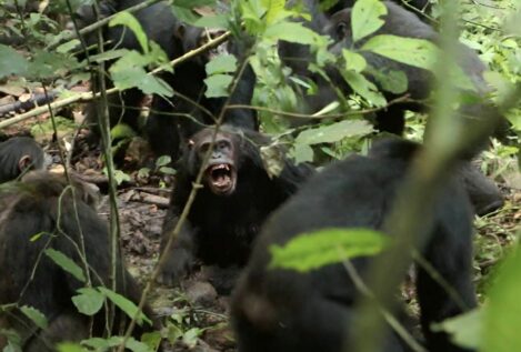 La división de un grupo de chimpancés provoca una ‘guerra civil’ entre antiguos aliados
