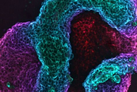 Crean tejidos vivos capaces de cambiar su figura de manera programada