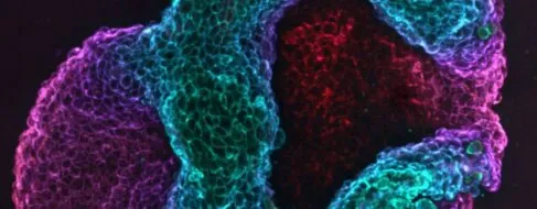 Crean tejidos vivos capaces de cambiar su figura de manera programada