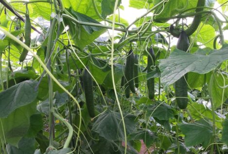 Andalucía declara una plaga de trips del tabaco en Almería y Granada