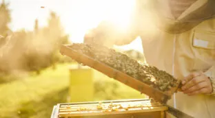 El auge del apiturismo: tres destinos para descubrir España entre colmenas
