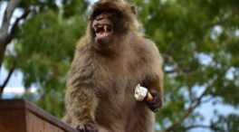 Los macacos de Gibraltar comen tierra para combatir la indigestión por comida basura
