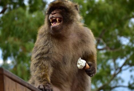 Los macacos de Gibraltar comen tierra para combatir la indigestión por comida basura