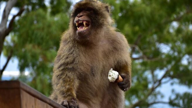 Los macacos de Gibraltar comen tierra para combatir la indigestión por comida basura