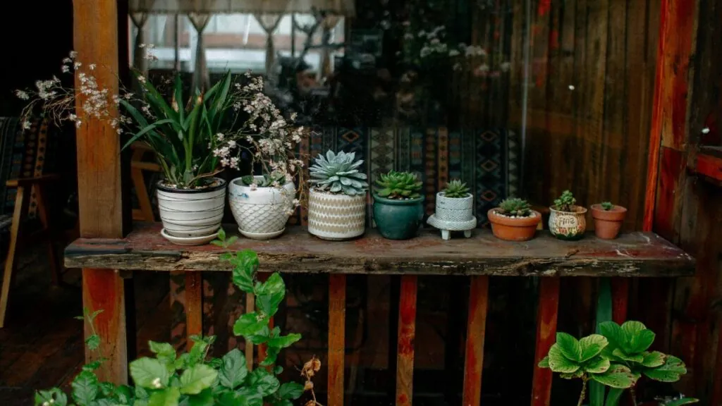 Plantas ordenadas 
