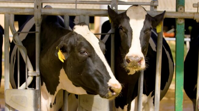 Pascual, la familia que levantó un imperio de la leche desde una estación de tren