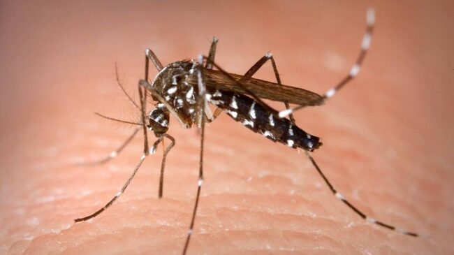 El chikungunya encuentra nuevas rutas de expansión impulsado por el cambio climático