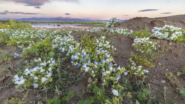 

¿Qué son los desiertos floridos? La vida secreta de las semillas dormidas


