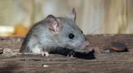 Confirman que el hantavirus del crucero es de la cepa Andes, transmisible entre humanos