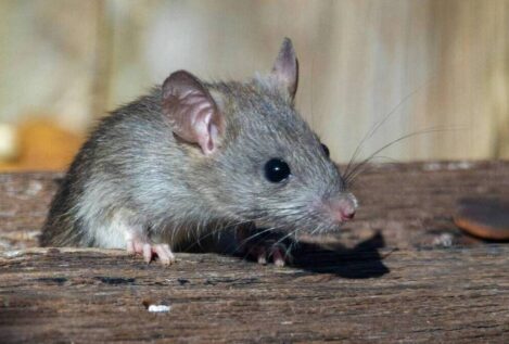 Confirman que el hantavirus del crucero es de la cepa Andes, transmisible entre humanos