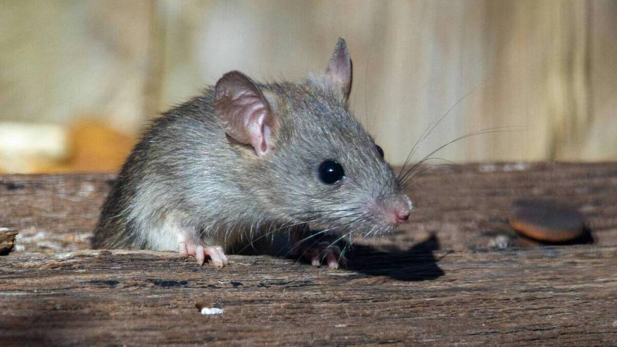 Confirman que el hantavirus del crucero es de la cepa Andes, transmisible entre humanos