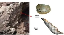 Los neandertales recolectaban marisco con las mismas estrategias que los humanos modernos