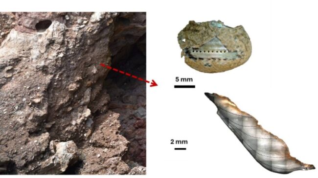 Los neandertales recolectaban marisco con las mismas estrategias que los humanos modernos