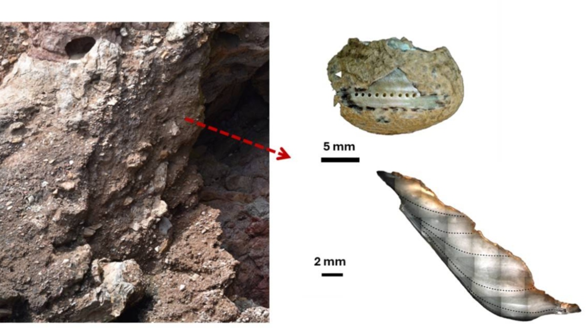 Los neandertales recolectaban marisco con las mismas estrategias que los humanos modernos