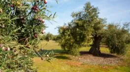 'Un mar de oro verde', una historia cultural del aceite de oliva
