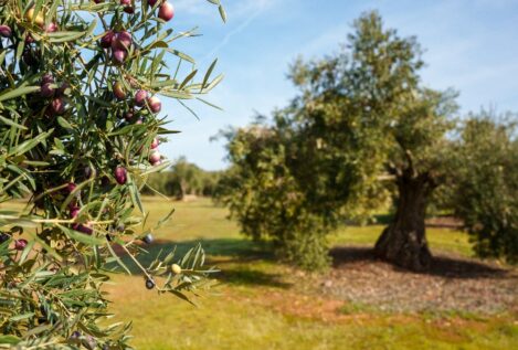 'Un mar de oro verde', una historia cultural del aceite de oliva