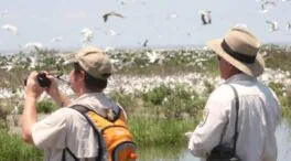 Un viaje para ver pájaros por Argentina, Uruguay y Chile, posible origen del brote de hantavirus