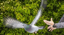 El secreto de la orientación de las palomas no está en su cabeza, sino en su hígado