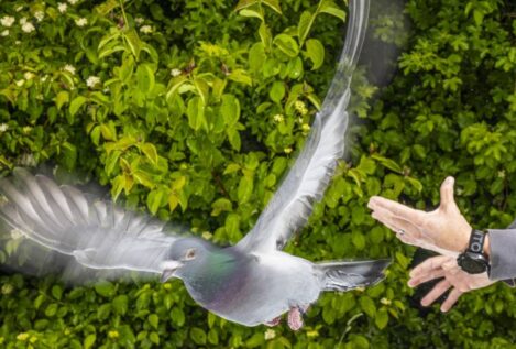 El secreto de la orientación de las palomas no está en su cabeza, sino en su hígado
