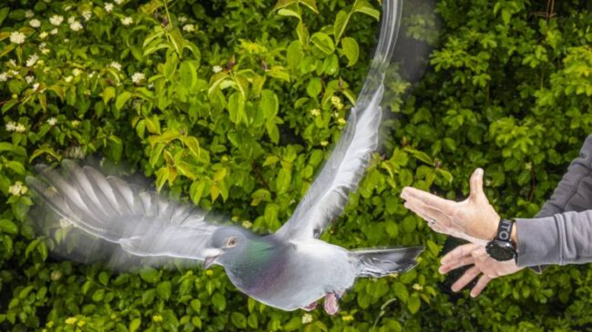El secreto de la orientación de las palomas no está en su cabeza, sino en su hígado