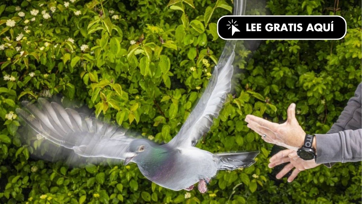 El secreto de la orientación de las palomas no está en su cabeza, sino en su hígado 
