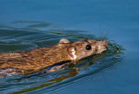 ¿Pueden las ratas nadadoras llevar el hantavirus desde el barco hasta tierra?