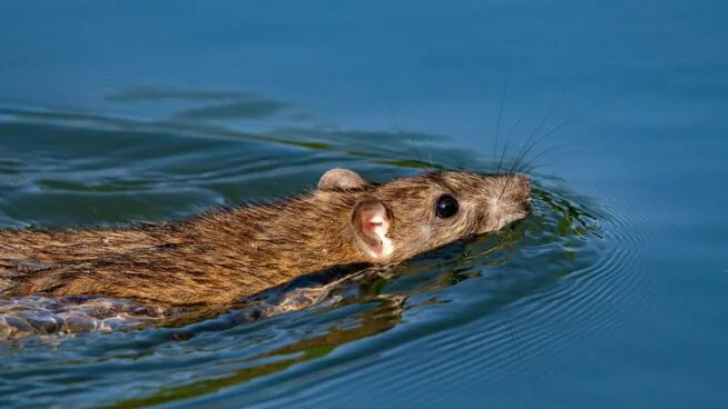 ¿Pueden las ratas nadadoras llevar el hantavirus desde el barco hasta tierra?