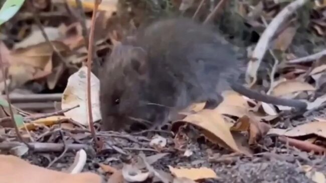 ¿Pueden las ratas nadadoras llevar el hantavirus desde el barco hasta tierra?