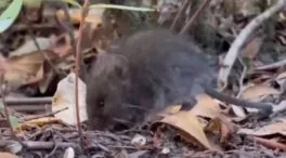 Colilargo, el ratón silvestre de Chile y Argentina que transmite la peligrosa cepa Andes