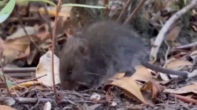 Colilargo, el ratón silvestre de Chile y Argentina que transmite la peligrosa cepa Andes