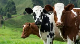Las vacas son capaces de reconocer el rostro y la voz de seres humanos familiares para ellas