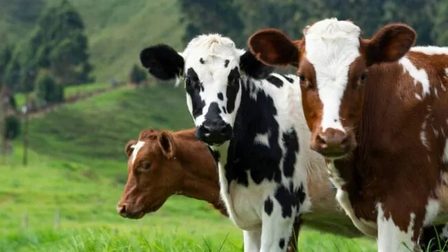 Las vacas son capaces de reconocer el rostro y la voz de seres humanos familiares para ellas