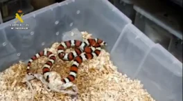 Desarticulado un grupo criminal dedicado al tráfico ilegal de especies exóticas en Sevilla